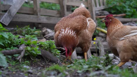 Chickens-fighting-to-eat-grains-on-free-range-organic-farm-surrounded-by-wooden-fence