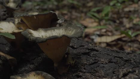 Fungi-Mushrooms-On-Dead-Tree-Trunk-At-The-Rainforest