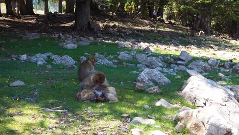 4K-Footage-of-Barbary-Macaque,-Macaca-sylvanus