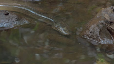 Anguila-De-Agua-Dulce-Nadando-En-Aguas-Poco-Profundas-De-Emmagen-Creek-En-Cape-Tribulation,-Queensland,-Australia