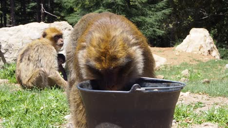 4K-Footage-of-Barbary-Macaque,-Macaca-sylvanus-3