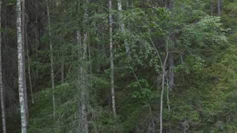 4K-Drohne-Nahaufnahme-Von-Birken-In-Einem-Wald-In-Schweden
