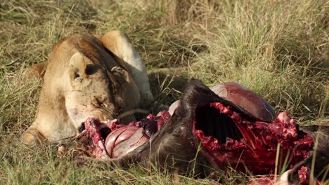 A-lion-pulling-meat-off-a-fresh-kill-in-Masai-Mara,-Kenya