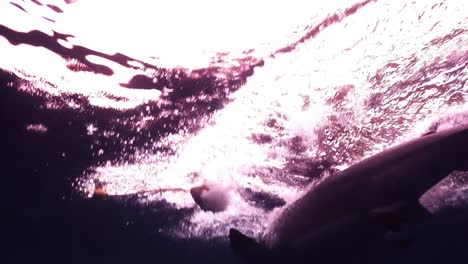 Großer-Weißer-Hai-Greift-An-Und-Jagt-Den-Köder-In-Der-Nähe-Des-Käfigs-Unter-Dem-Tiefblauen-Meer-In-Victoria,-Australien