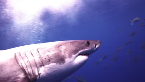Great-White-Shark-Chasing-Bait-On-Fishing-Line-With-School-Of-Fish-In-The-Offshore-Of-Victoria-In-Australia