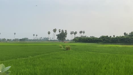 Cinematic-shot-of-lush-green-field-of-rice-which-is-surrounded-by-green-tall-palm-trees-and-shrubs-and-two-people-walking-in-the-distance
