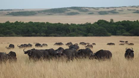 A-herd-of-Cape-buffalo-walking-slowly-through-dry-grassland-in-the-Masai-Mara,-Kenya