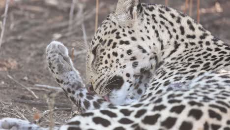Close-up-of-a-leopard-licking-and-gnawing-her-paw-in-Mashatu-Game-Reserve,-Botswana