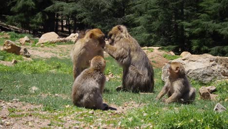 4K-Footage-of-Barbary-Macaque,-Macaca-sylvanus-6