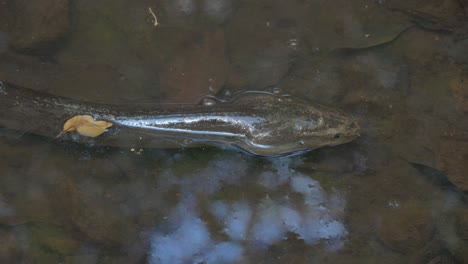 Closeup-Of-Freshwater-Eel-In-The-Shallow-Water-Of-Emmagen-Creek-In-North-Queensland,-Australia