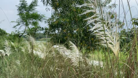 In-a-lush-field-on-the-outskirts-of-Kolkata,-a-Kash-or-Kans-grass-flower-are-blooming-under-direct-sunlight