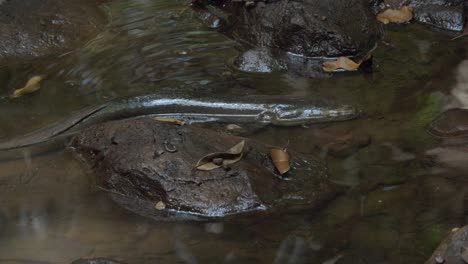 Emmagen-Creek-Freshwater-Eel-Resting-In-The-Water---Daintree-National-Park-In-Cape-Tribulation,-QLD,-Australia