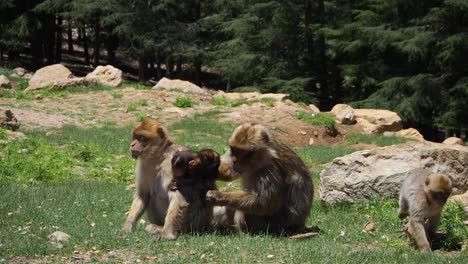 4K-Footage-of-a-family-of-Barbary-Macaque,-Macaca-sylvanus
