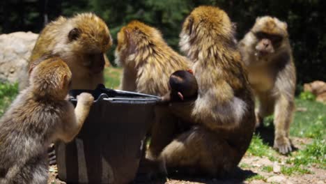4K-Footage-of-Barbary-Macaque,-Macaca-sylvanus-5