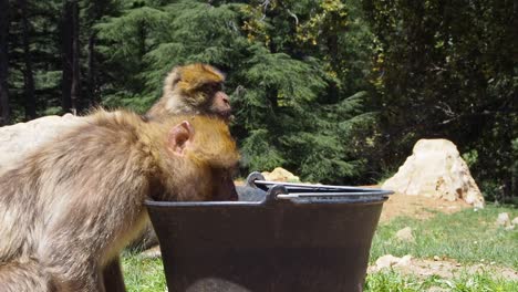 4K-Footage-of-Barbary-Macaque,-Macaca-sylvanus-8
