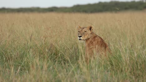 A-lioness-sitting-and-watching-in-the-long-grass-of-the-Masai-Mara,-Kenya