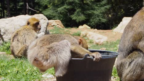 4K-Footage-of-Barbary-Macaque,-Macaca-sylvanus-2