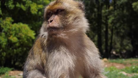 4K-Footage-of-a-single-Barbary-Macaque,-Macaca-sylvanus