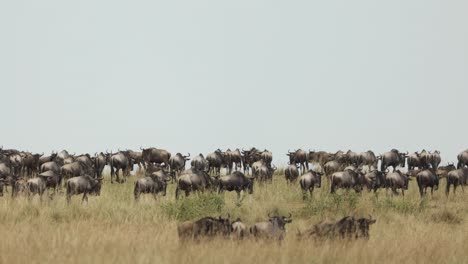 A-large-herd-of-wildebeest-walking-under-open-sky-in-the-Masai-Mara,-Kenya