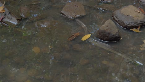 Black-Freshwater-Eel-Swimming-Through-Emmagen-Creek-With-Dried-Leaves-In-Daintree-National-Park,-Cape-Tribulation,-QLD,-Australia