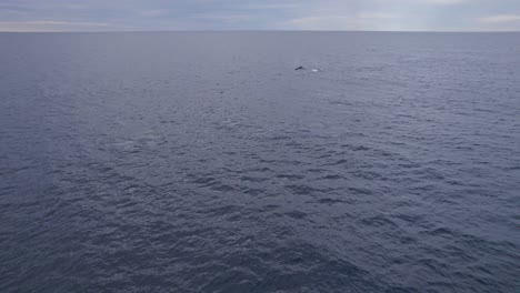 Gruppe-Von-Buckelwalen,-Die-Im-Offenen-Meer-In-Australien-Schwimmen