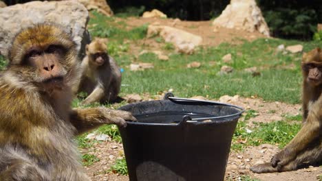 4K-Footage-of-Barbary-Macaque,-Macaca-sylvanus-4