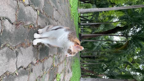 Vertical-video---A-friendly-community-cat-in-Lumpini-Park