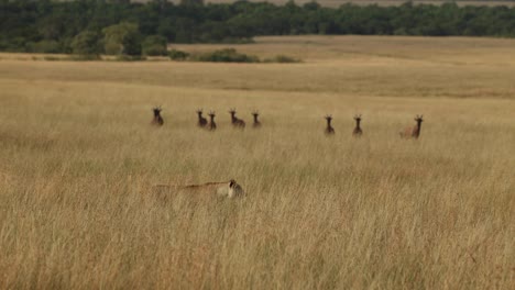 Eine-Löwin,-Die-Unter-Den-Wachsamen-Blicken-Einer-Herde-Misstrauischer-Topi-Durch-Hohes-Gras-Geht,-Masai-Mara,-Kenia