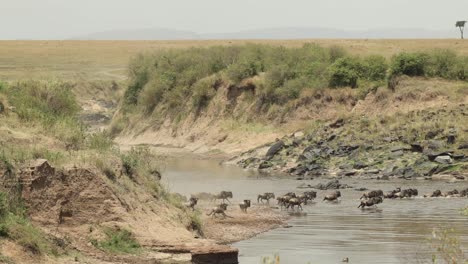 A-herd-of-wildebeest-race-across-the-river-during-the-great-migration-in-the-Masai-Mara,-Kenya