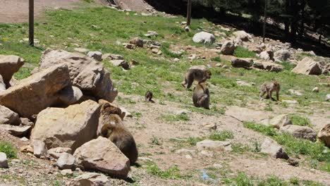 4K-Footage-of-Barbary-Macaque,-Macaca-sylvanus-7