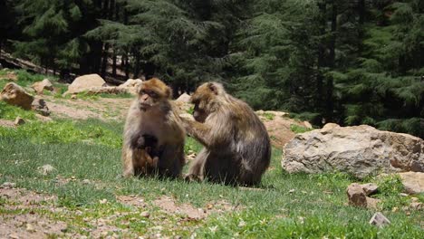 4K-Footage-of-Barbary-Macaque,-Macaca-sylvanus-1