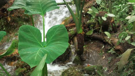 Fresh-foliage-green-plants-in-rainforest-waterfall-setting-2