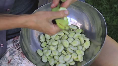 Shelling-peas-in-a-bowl-from-the-garden-stock-footage-1