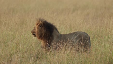 A-black-maned-lion-lies-down-and-disappears-in-the-long-grass-in-Masai-Mara,-Kenya
