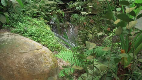 Plantas-Verdes-De-Follaje-Fresco-En-La-Configuración-De-La-Corriente-De-La-Selva-Tropical-2