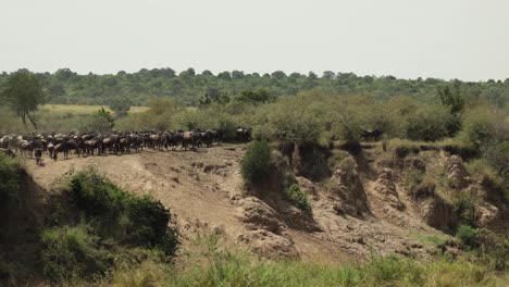 Una-Manada-De-ñus-Nerviosos-Preparándose-Para-Cruzar-Un-Río-En-El-Masai-Mara,-Kenia