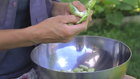 Shelling-peas-in-a-bowl-from-the-garden-stock-footage