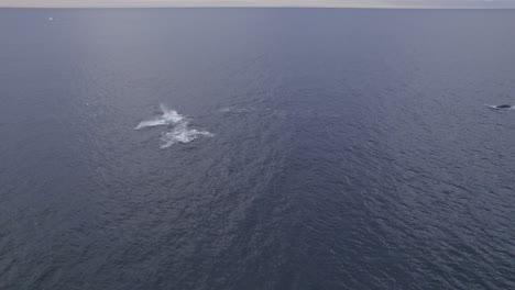 Aerial-View-Of-Humpback-Whales-Blowing-Water-And-Breaching-In-The-Sea
