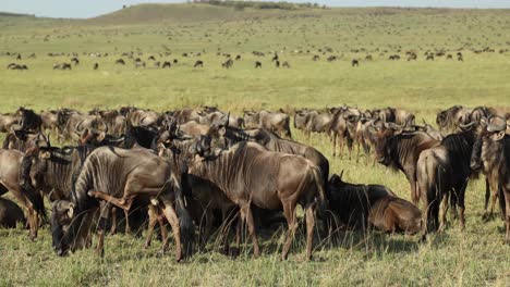 Una-Gran-Manada-De-ñus-Descansando-En-Una-Llanura-Abierta-Durante-La-Gran-Migración-En-Masai-Mara,-Kenia