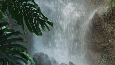 Fresh-foliage-green-leaves-in-rainforest-waterfall-setting