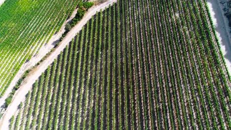 Aerial-sunset-drone-footage-of-vineyards,-rows-of-golden-green-grape-fields-in-Koilani,-Limassol,-Cyprus-1