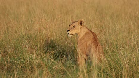 A-lioness-sitting-and-looking-around-in-the-long-grass-in-the-Masai-Mara,-Kenya