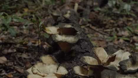 Mushrooms-Grown-On-Tree-Log-On-The-Ground-At-Rainforest