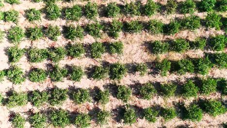 Aerial-sunset-drone-footage-of-vineyards,-rows-of-golden-green-grape-fields-in-Koilani,-Limassol,-Cyprus