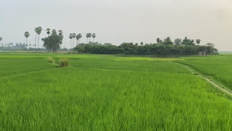 A-lush-green-rice-field-is-surrounded-by-tall-green-palm-trees,-shrubs,-and-bushes-in-the-outskirt-of-Kolkata