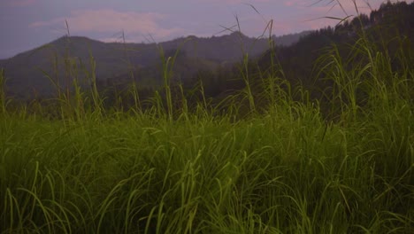 Slow-motion-shot-of-grass-on-a-sunrise