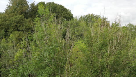 Drone-shot-moving-forwards-towards-a-canopy-of-Ash-trees-with-signs-of-the-disease-Ash-Die-Back-in-the-UK-1