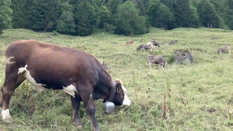 Cows-with-pearl-cowbells-graze-on-meadow-in-the-mountains