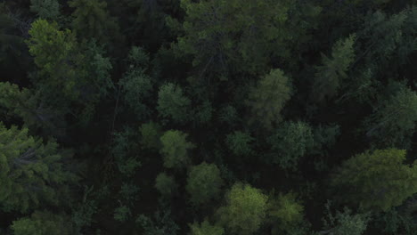 4k-Drone-top-down-view-of-a-big-summer-forest-in-Sweden