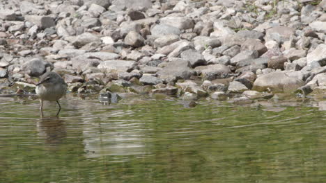 Juvenile-grey-wagtail-at-the-edge-of-stream-dashing-around-catching-flies